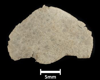 Media type: image;   Invertebrate Zoology OPH-641 Description: Top down view of single ophiuroid specimen with a scale bar.;  Aspect: dorsal